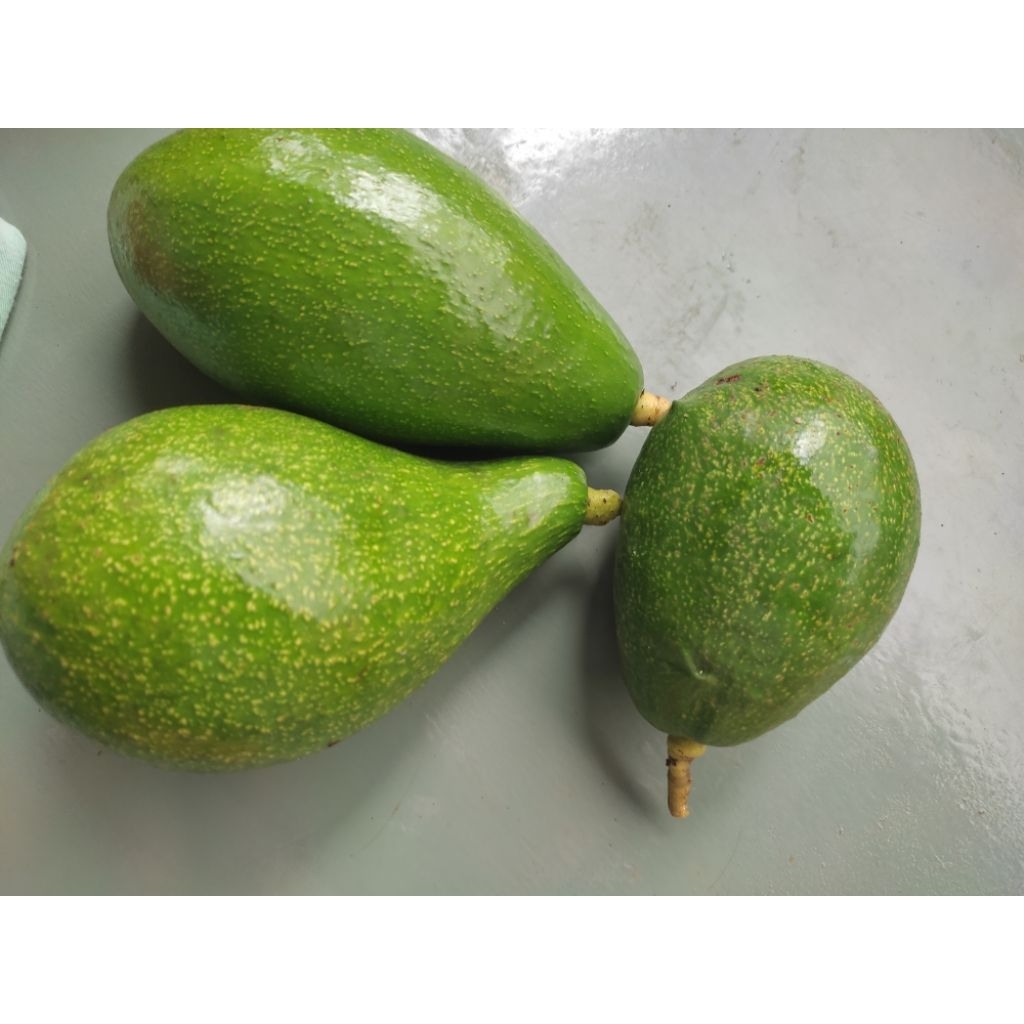 paket hemat 1kg alpukat siger + 1bibit alpukat