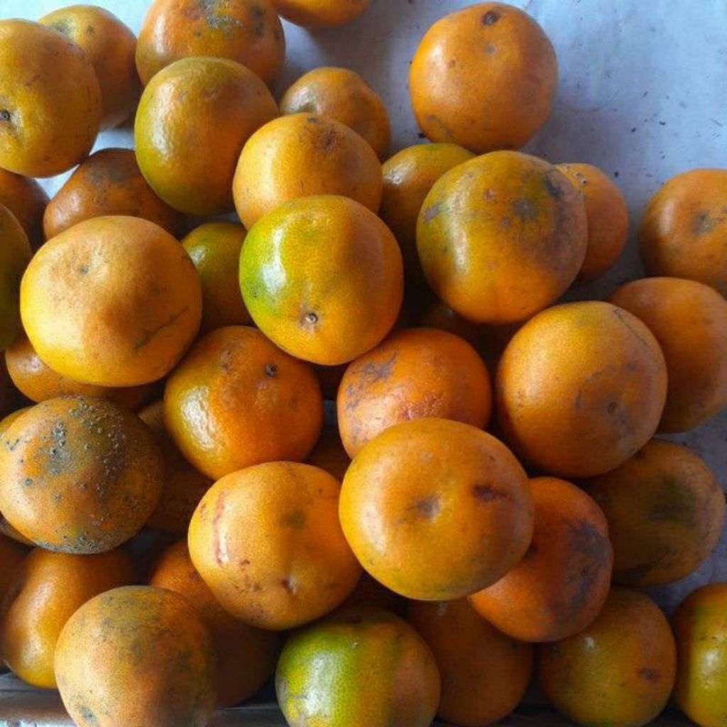 bibit pohon jeruk varigata,santang,citayam,sunkist kondisi  sudah berbuah lebat daun rimbun tinggi 1