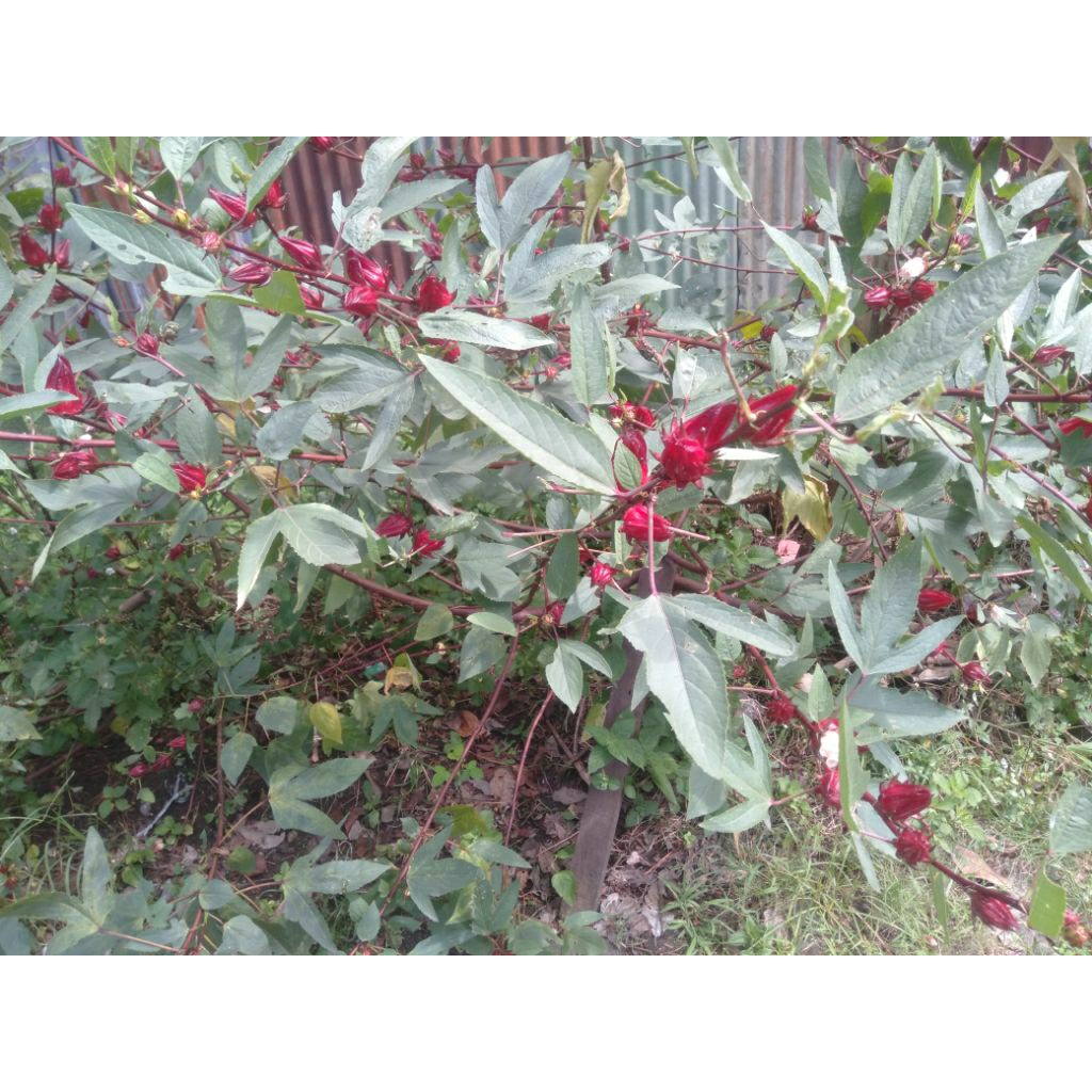 Bunga Rosela Rosella Asam kumbang merah segar
