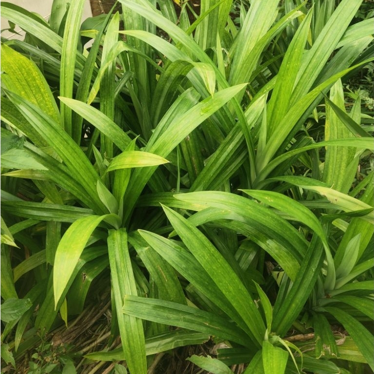 Daun pandan wangi segar satu ikat isi 10 lembar dengan aroma harum daun pandan wangi