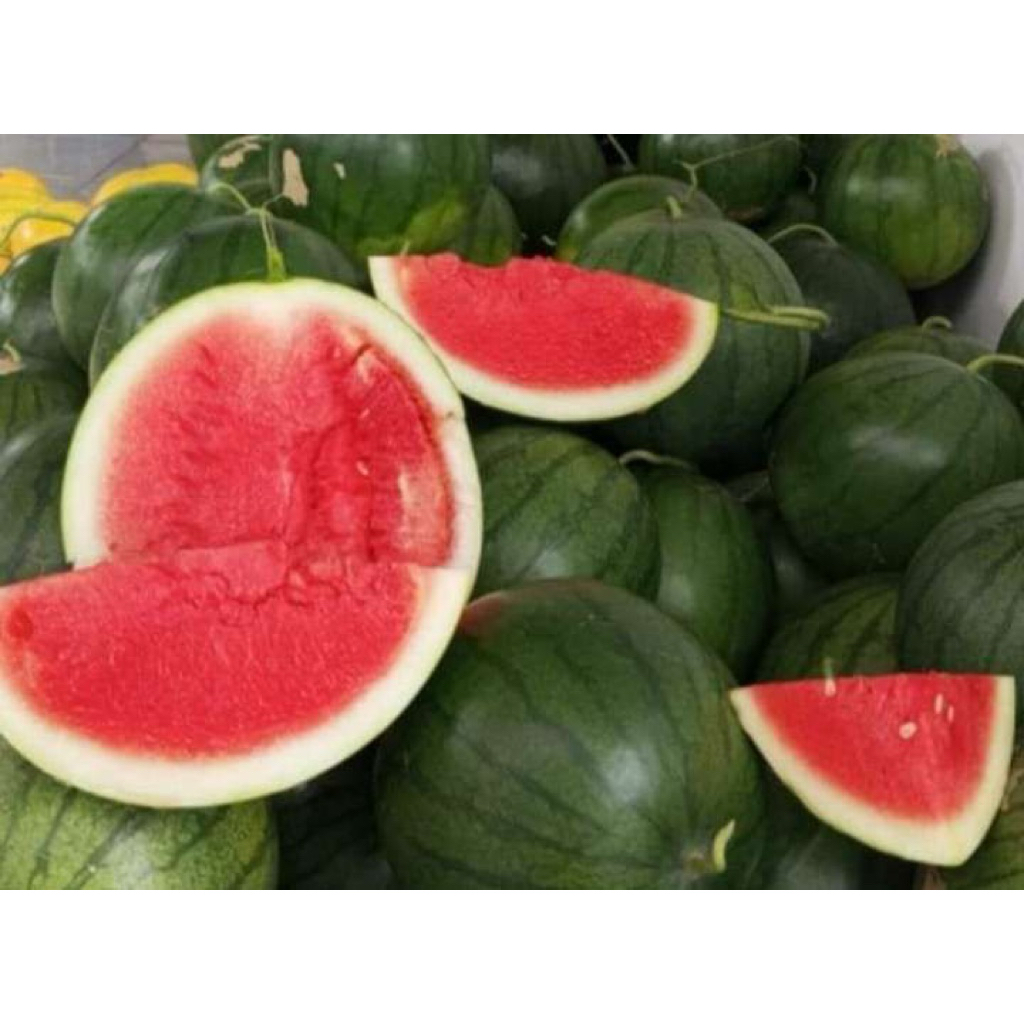 Semangka Merah Non Biji JUMBO - Manis, Segar, Tanpa Bijih