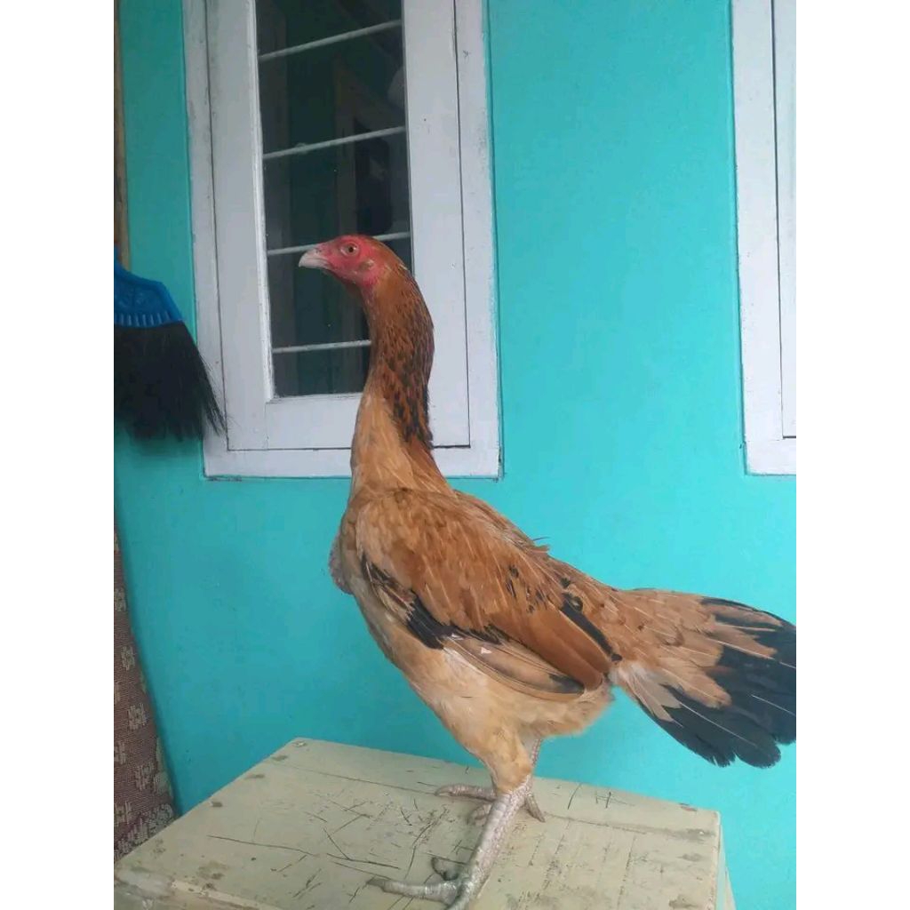 ayam kampung hidup betina/Bibit indukan