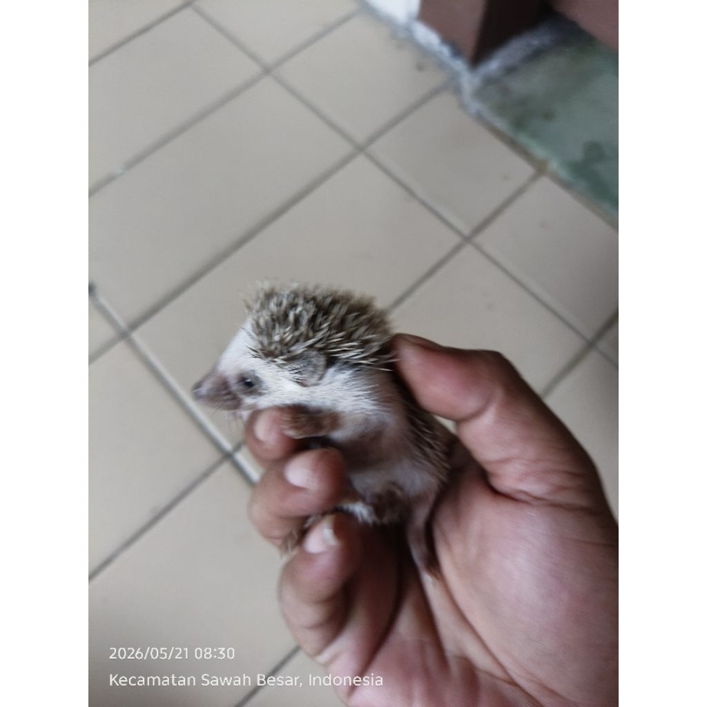 Landak Mini Anakan Jenis Random