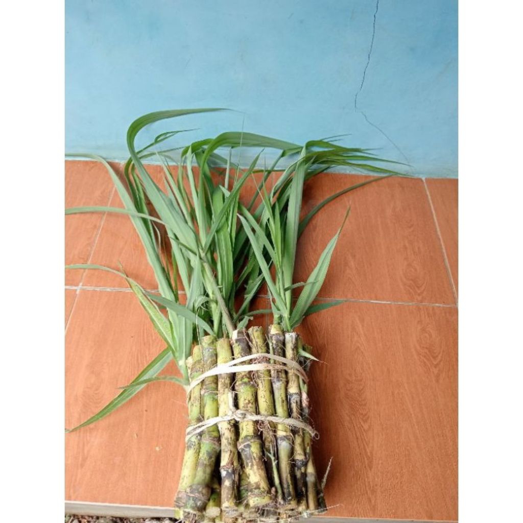 Bibit Tebu/Terubuk Telur Tebu Bibit Tebu Air Tebu Sayur isi 10 Batang