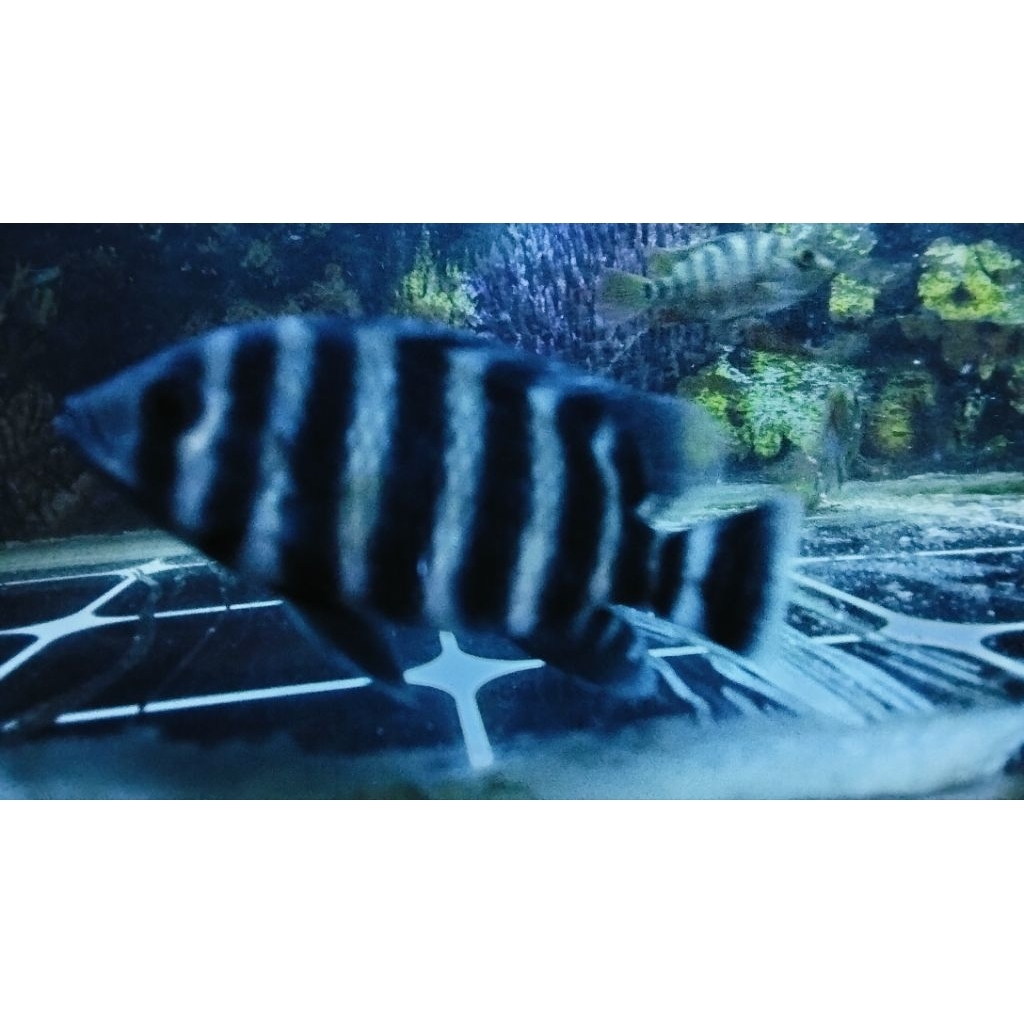 IKAN ZEBRA 99 CICHLID NINETY NINE SIZE 2Jari up