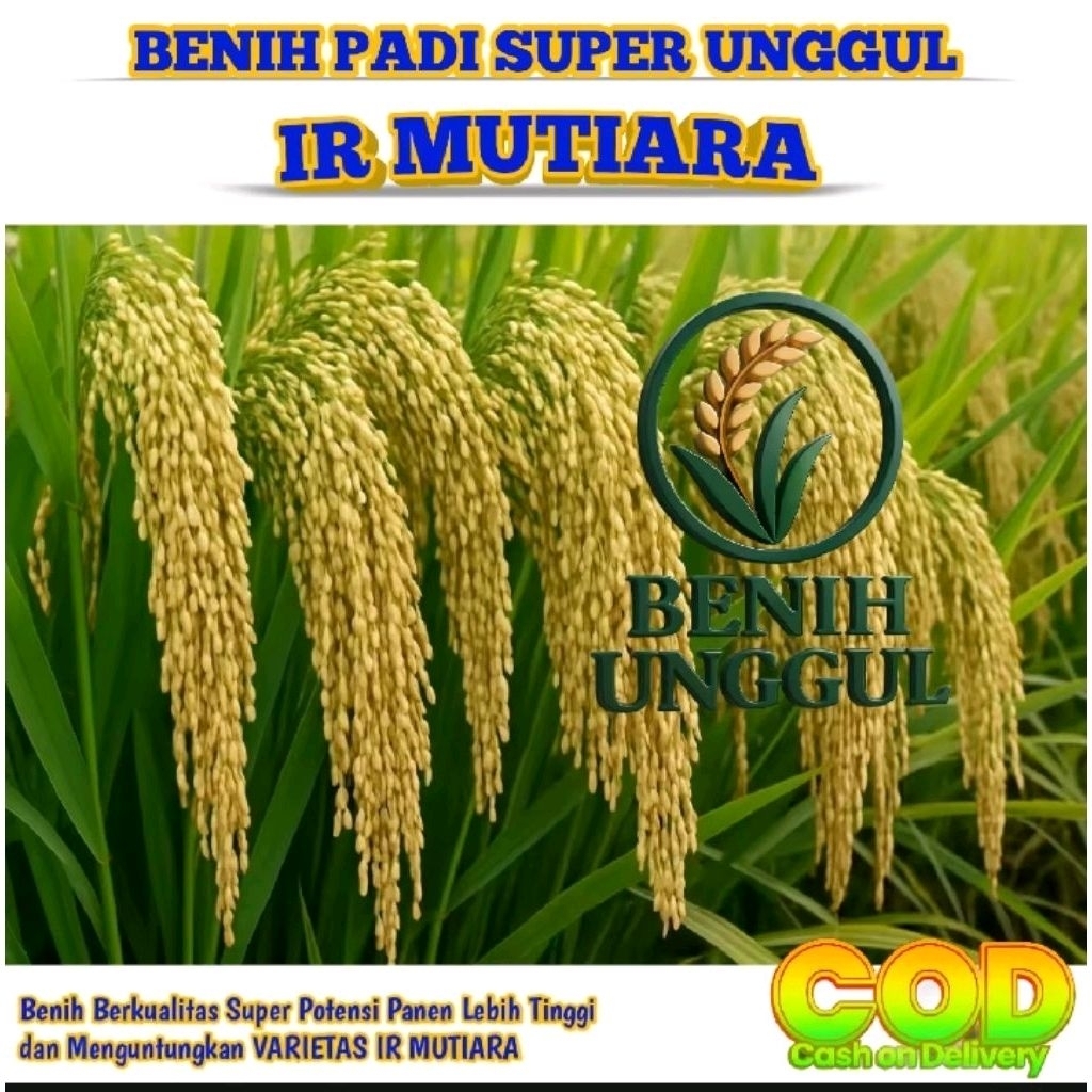 benih padi ir mutiara berkualitas 1kg