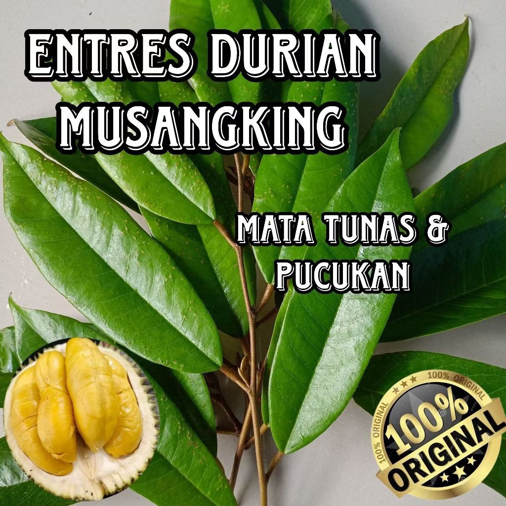 Kebun Rifai - Entres Durian Musangking Entres Mata Tunas Pucuk Durian Super