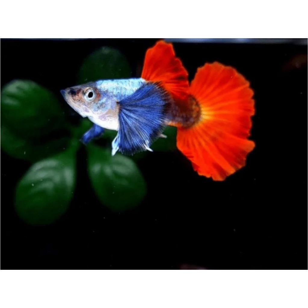guppy prtde