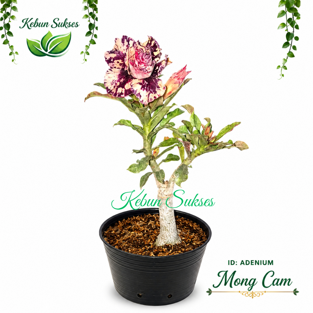 Adenium ID Mong Cam Sudah Berbunga Bunga Tumpuk