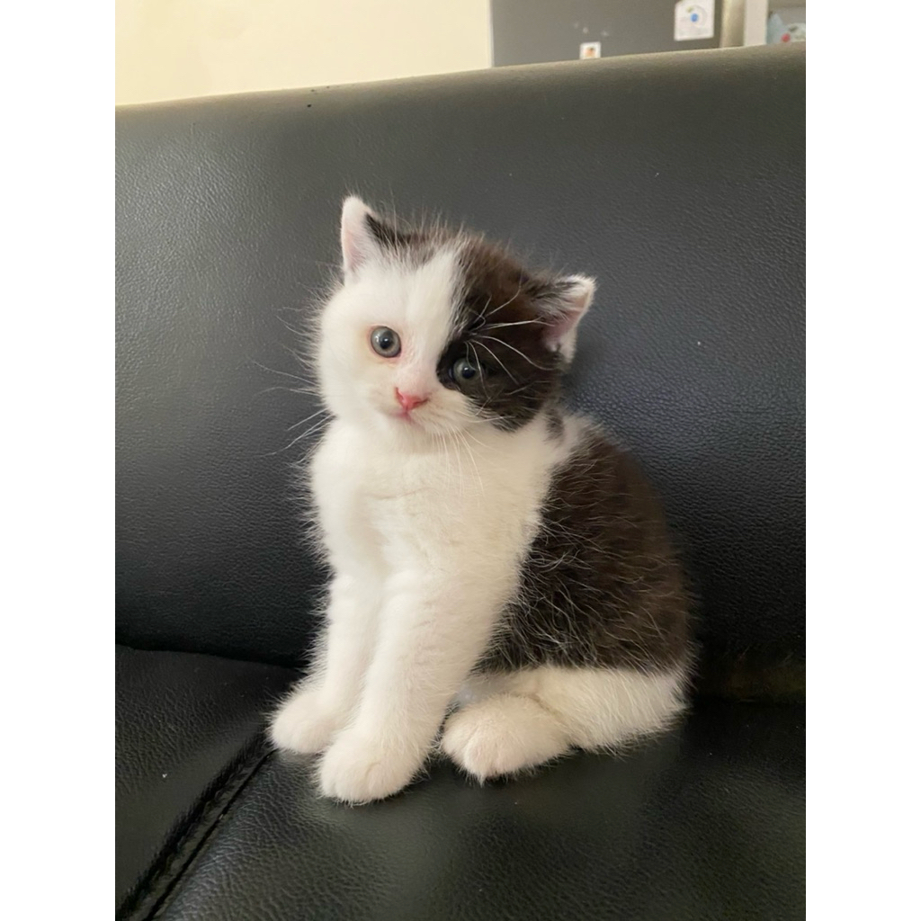 kucing BSH shorth hair mix scottish