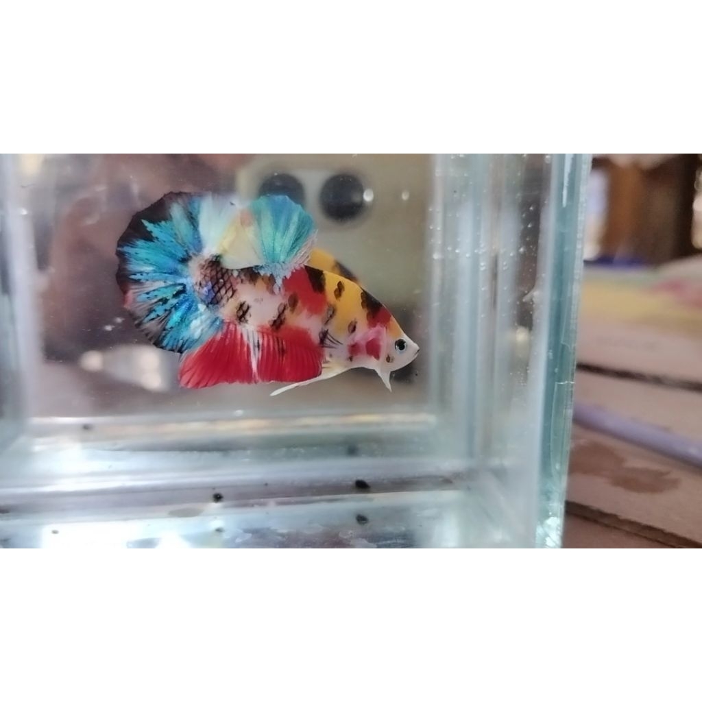 cupang multi colour yellow base