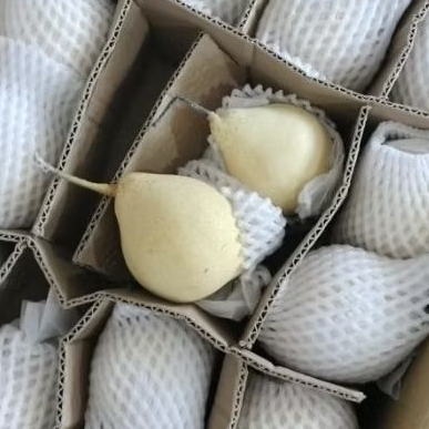 BUAH PIR PEAR YALIE 1 KG MURAH SURABAYA PROMO