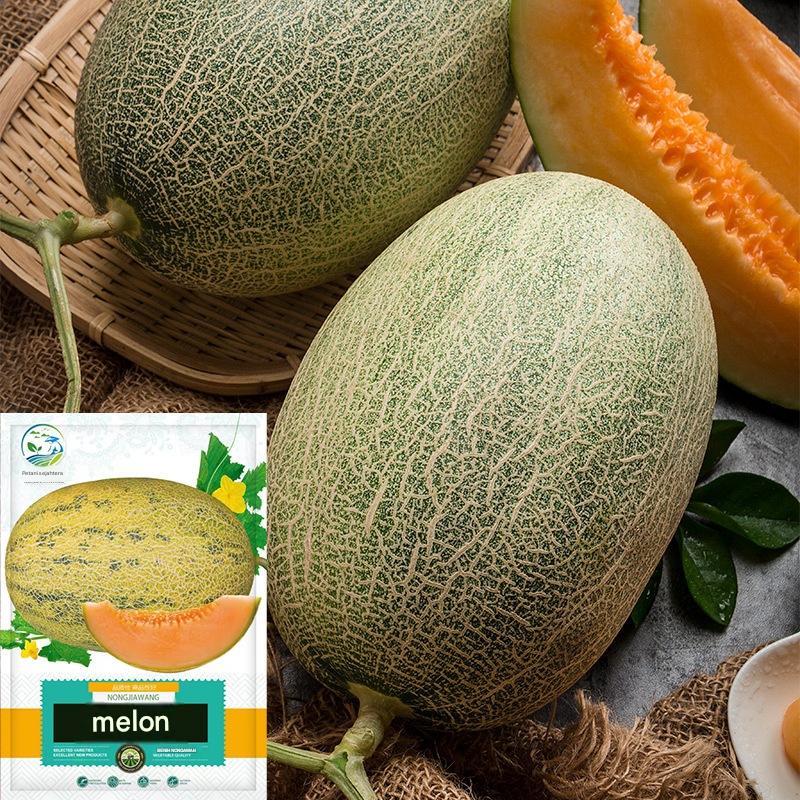 Benih Melon Hami Sunshine 25 biji F1 Import