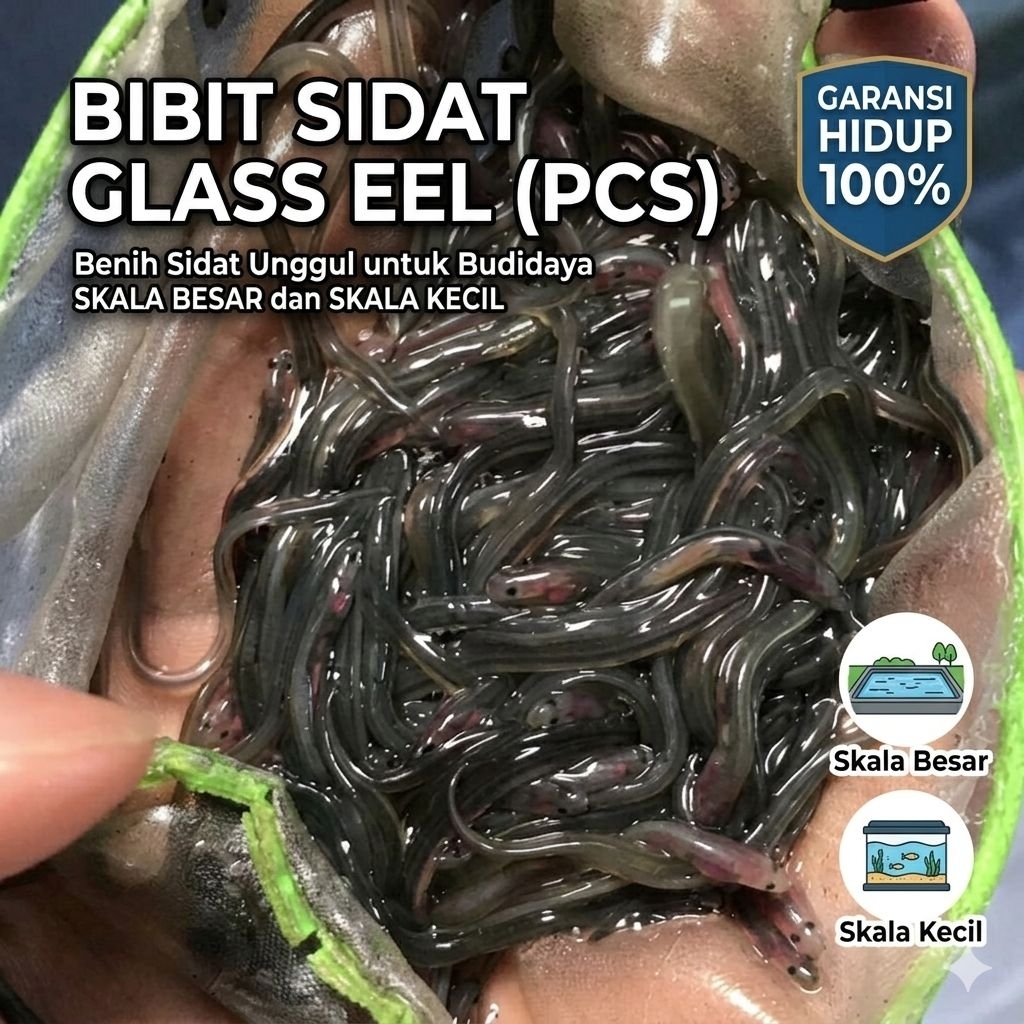 bibit sidat glass eel 50 pcs garansi hidup 100%