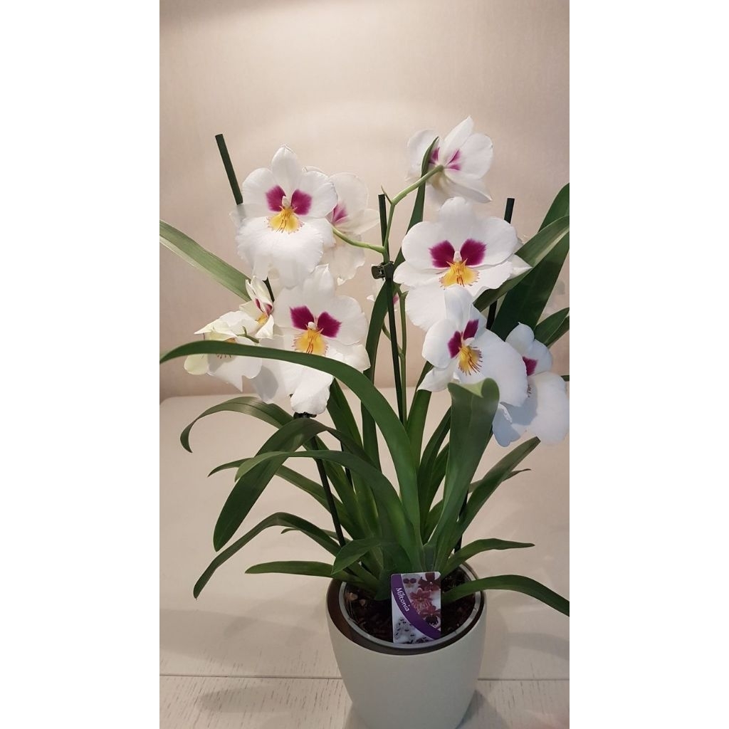 Bibit Anggrek Oncidium Alexandre - Bunga Cantik Mudah Dirawat