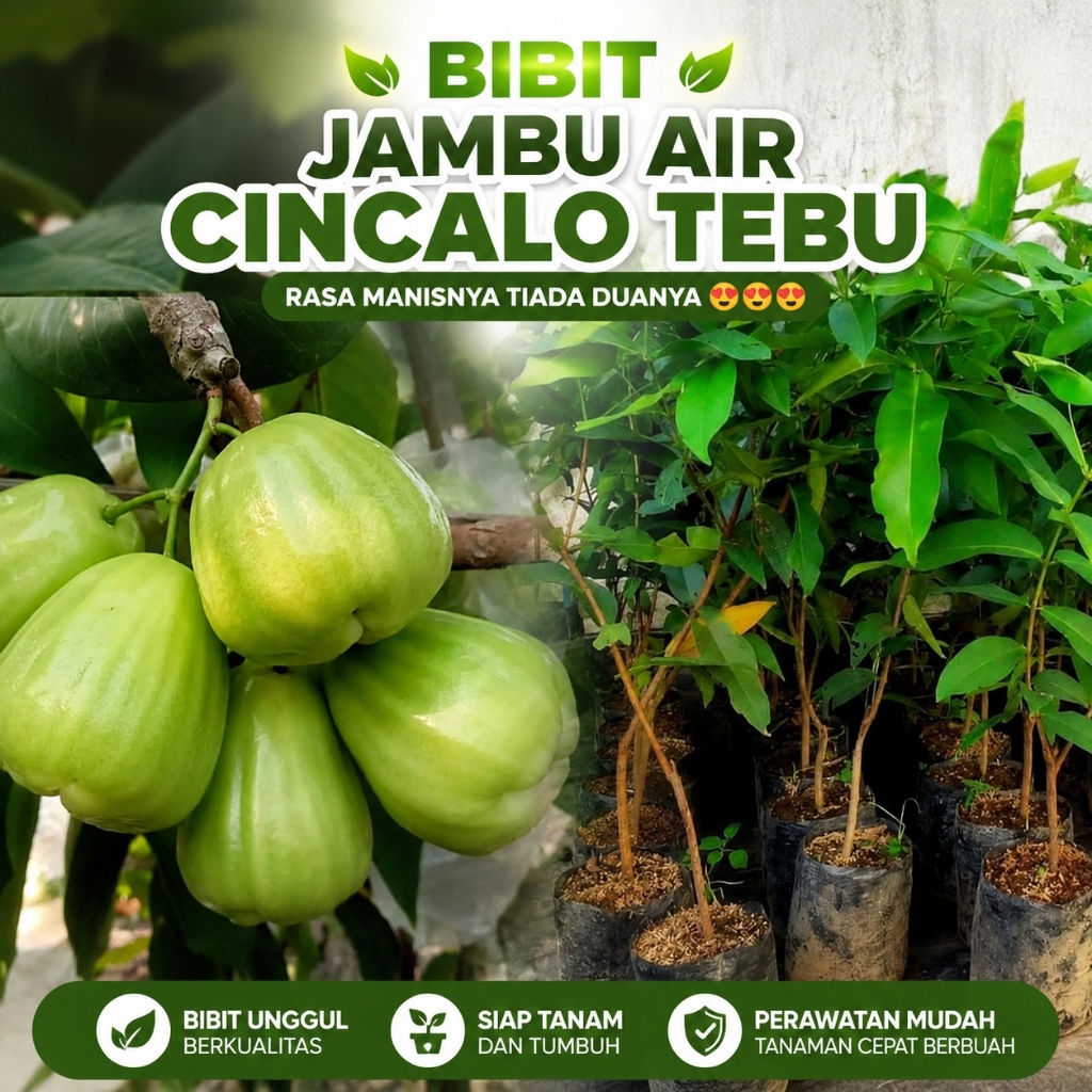 Bibit Jambu Air Cincalo Tebu