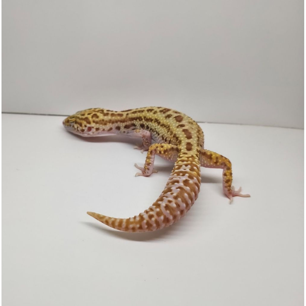 gecko Bell Eclipse