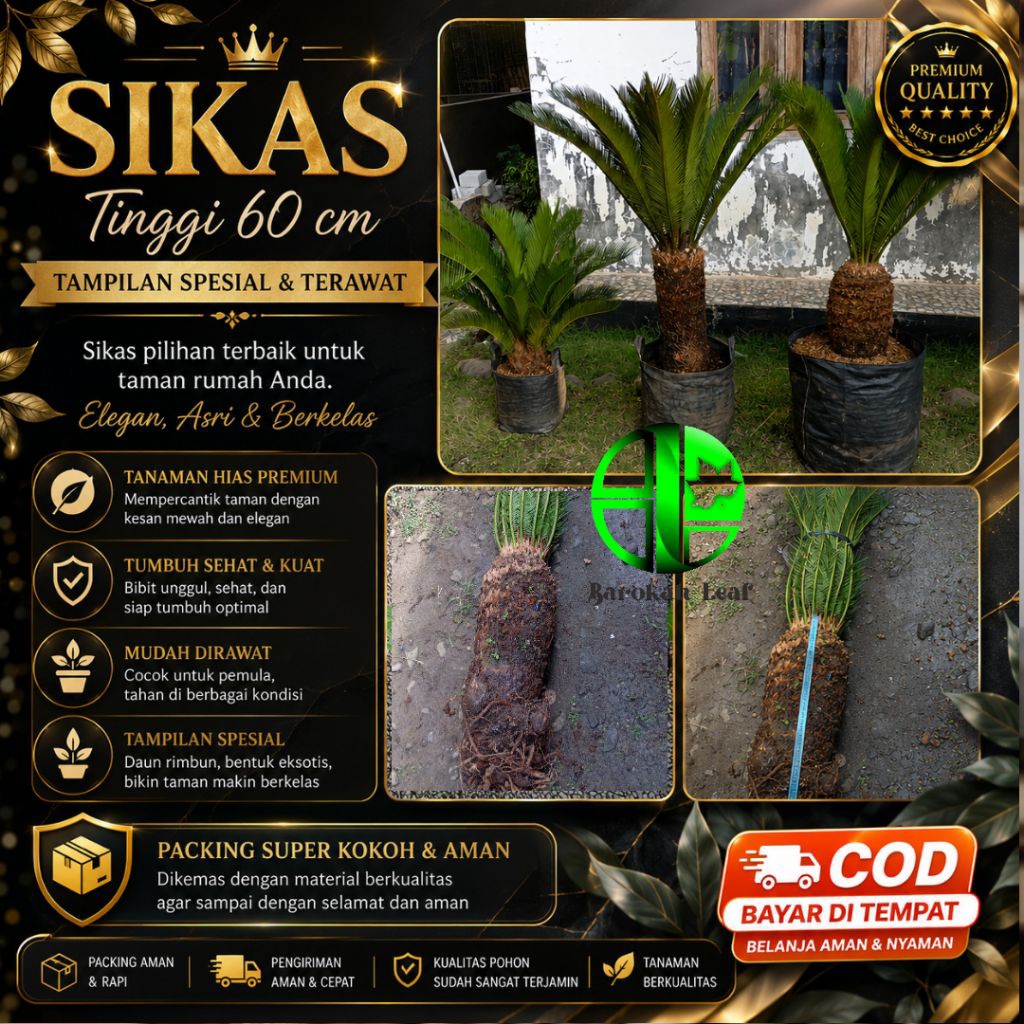 Tanaman Hias Sikas Ukuran Besar Tinggi 60 CM | Sikas Premium Untuk Taman Minimalis & Elegan