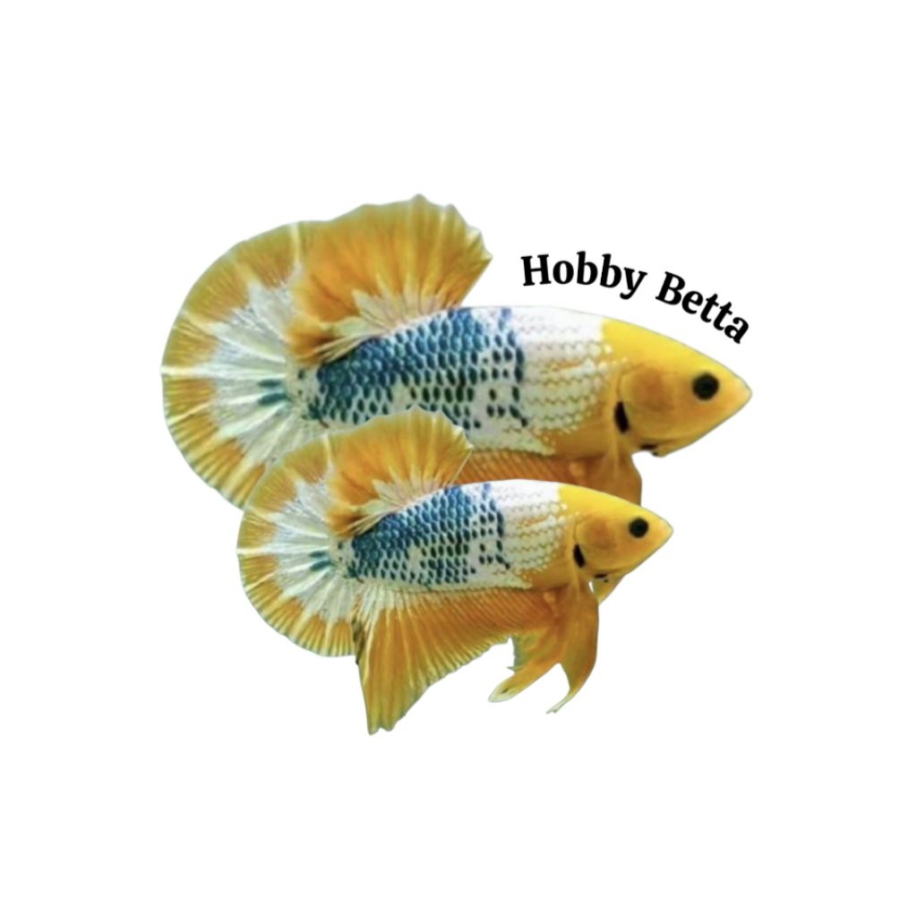 HIASAN AQUARIUM YELLOW FANCY + PLAKAT YELLOW FCCP