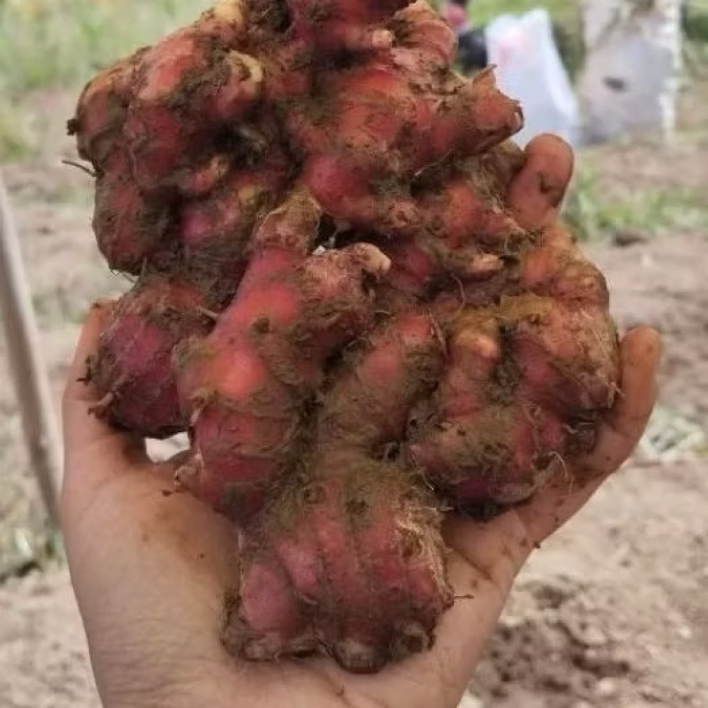 jahe merah segar 5kg asli medan