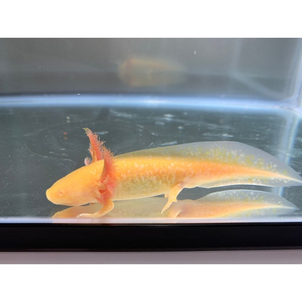 axolotl golden 7-8cm