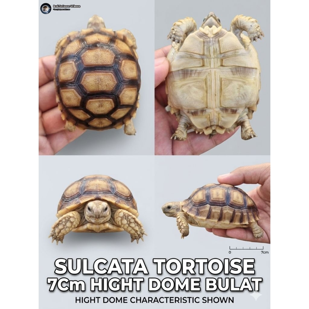 SULCATA HIGHT DOME