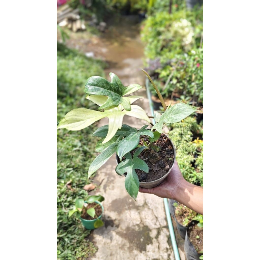 Philodendron Florida Ghost, Florida Beauty