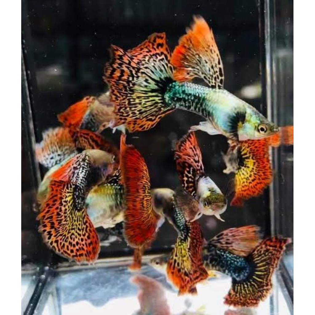 Guppy Red Dragon