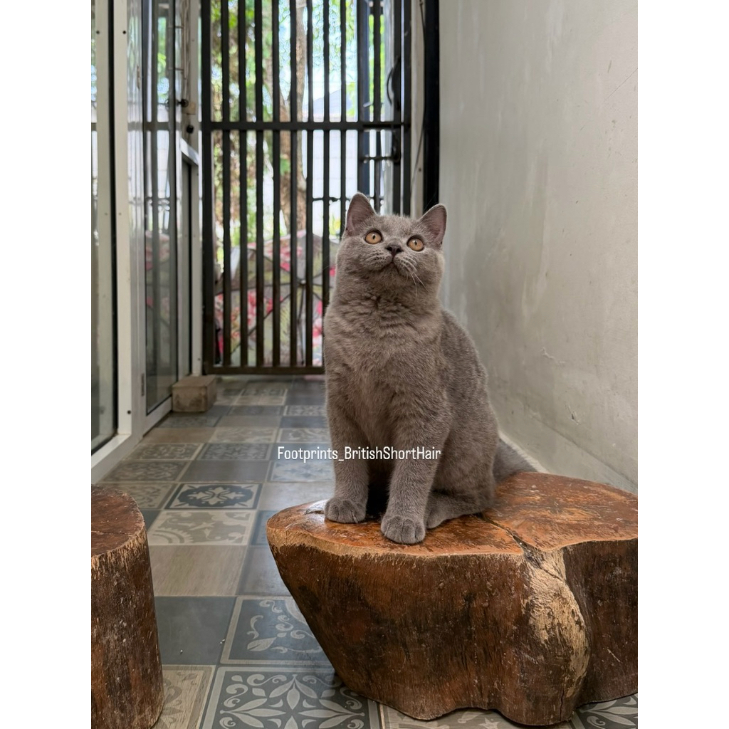 Kitten British Short Hair Kucing BSH