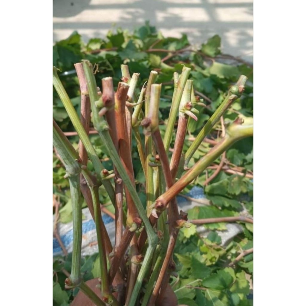 Entres Anggur Import Valid (Asli)