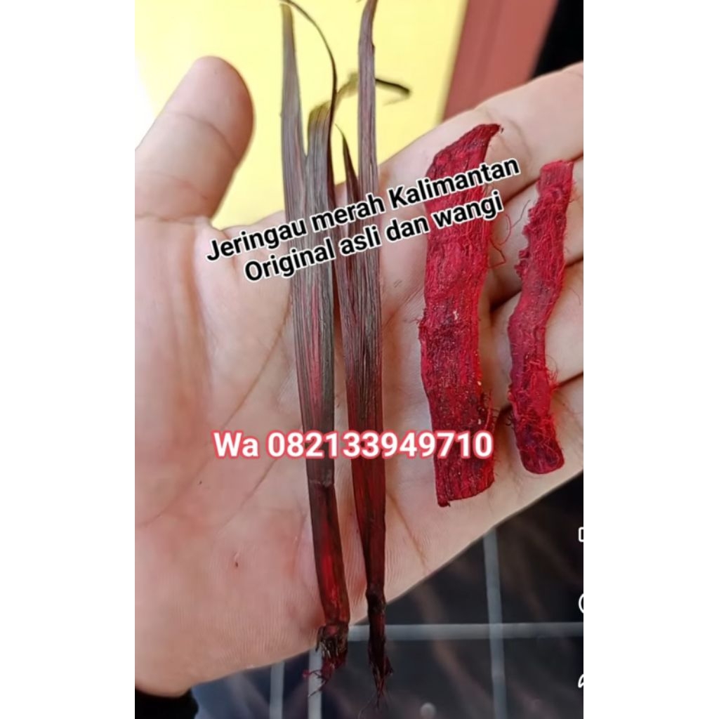 tanaman kering jeringau merah asli ( kondisi kering wangi khas jeringau)
