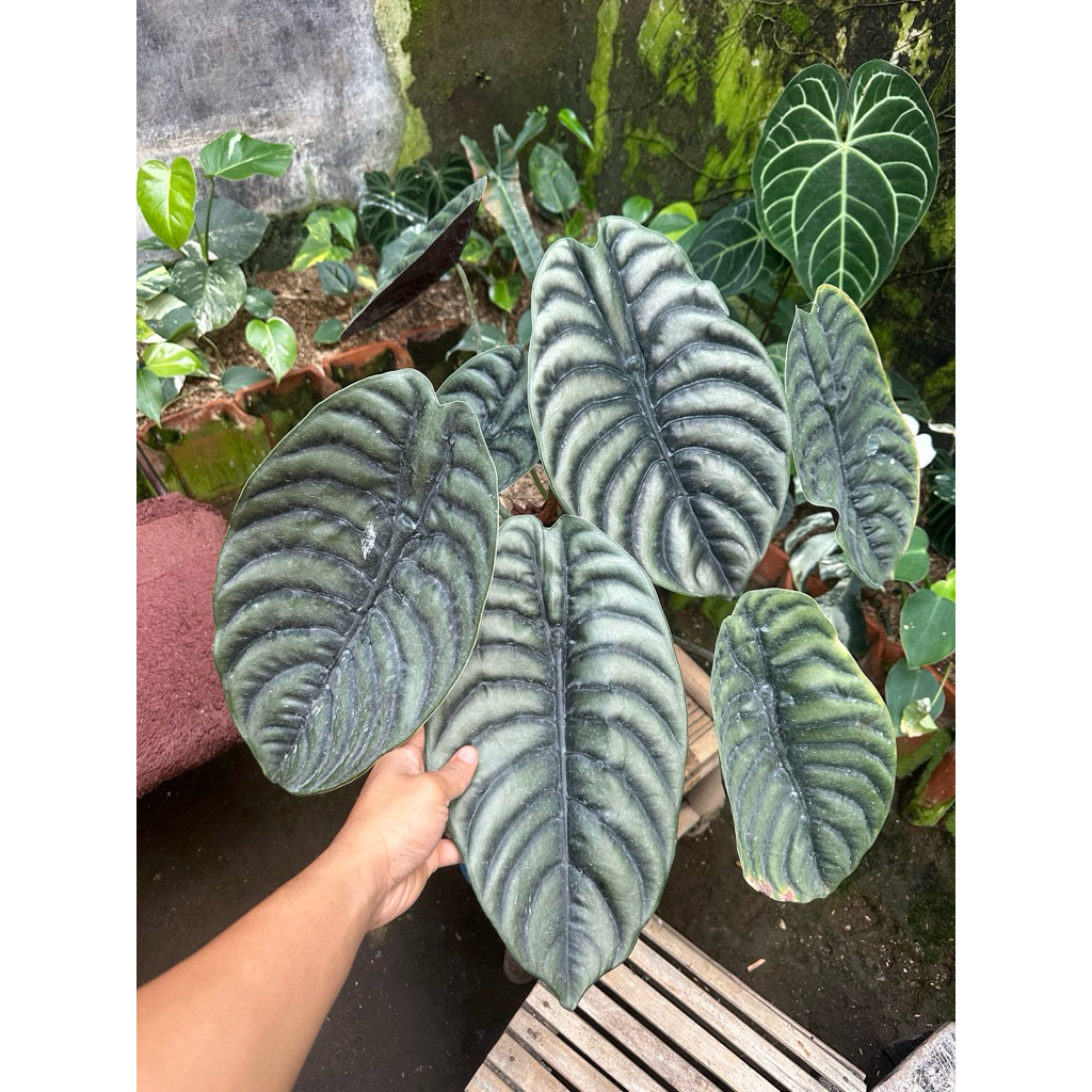Tanaman Hias Alocasia Cuprea Dewasa / Raga manusia king super jumbo / Keladi Tengkorak