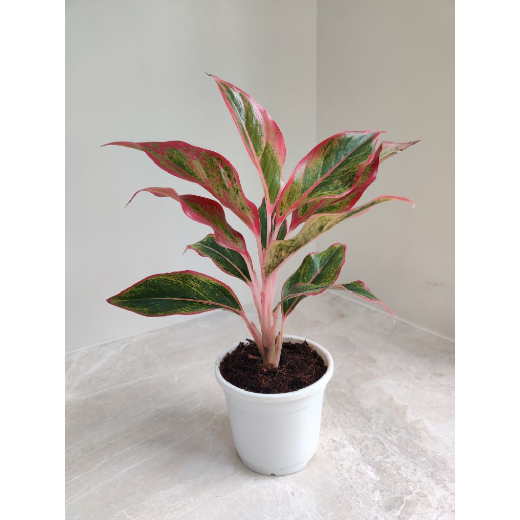 Aglaonema siam aurora - aglaonema lipstik merah