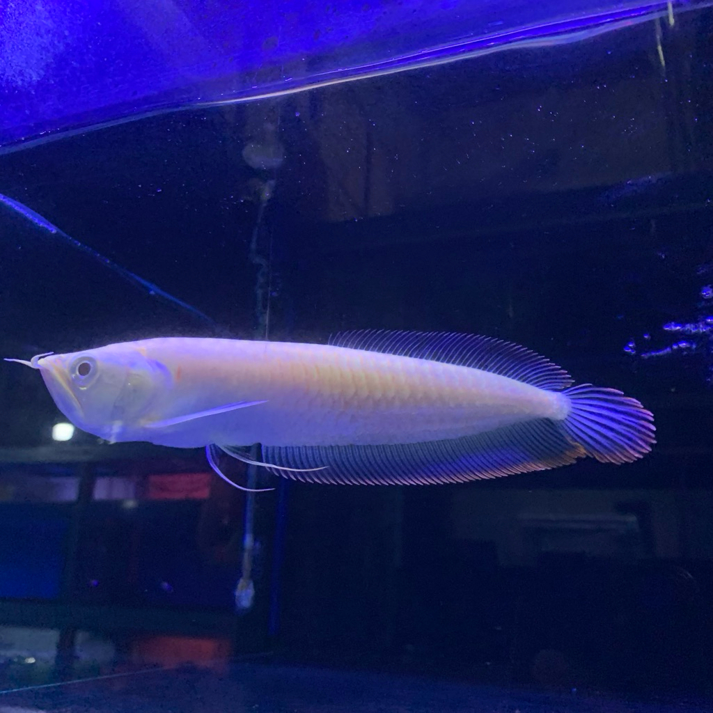 IKAN ARWANA BRAZIL ALBINO