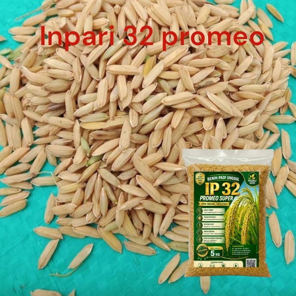 Bungkus 5Kg BENIH PADI UNGGUL INPARI 32 PROMEO  SUPER – PANEN MELIMPAH, KUALITAS PREMIUM BERSERTIFIK