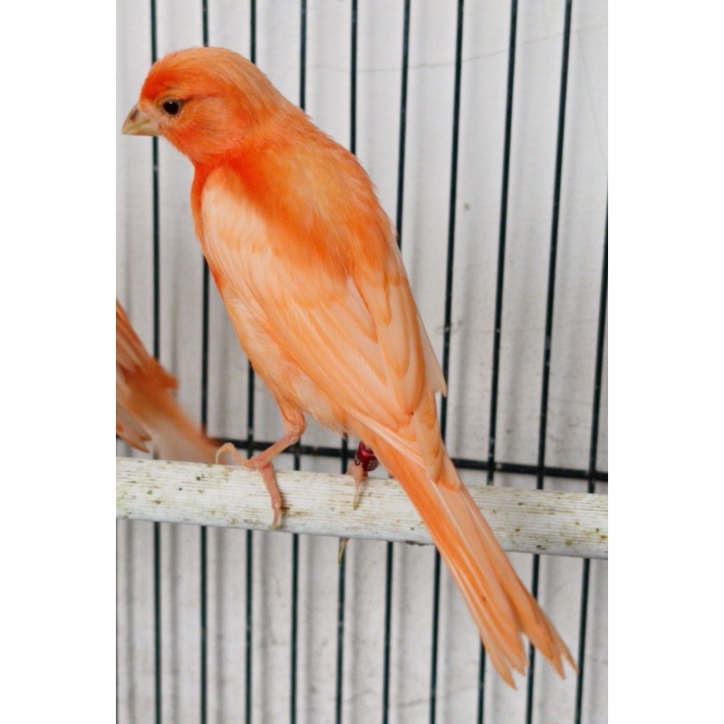 Kenari merah lokal bahan jantan usia3bln
