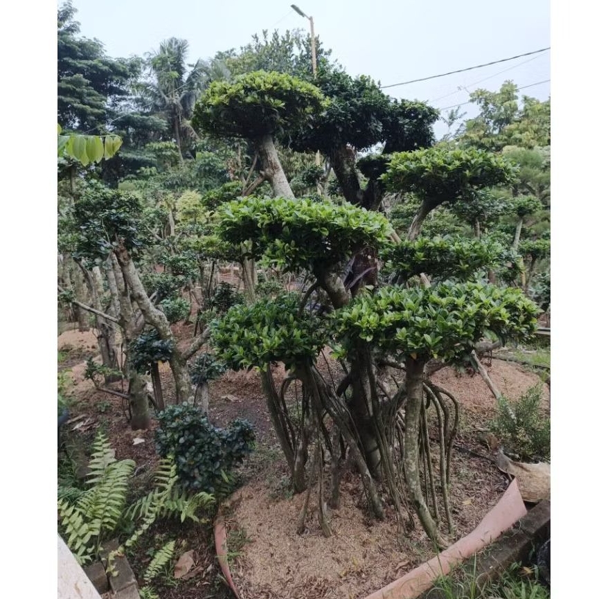 Pohon Beringin Korea Tinggi 1-2M/ Bonsai Beringin Dolar/ Tanaman Bonsai Beringin Korea Berkualitas/ 