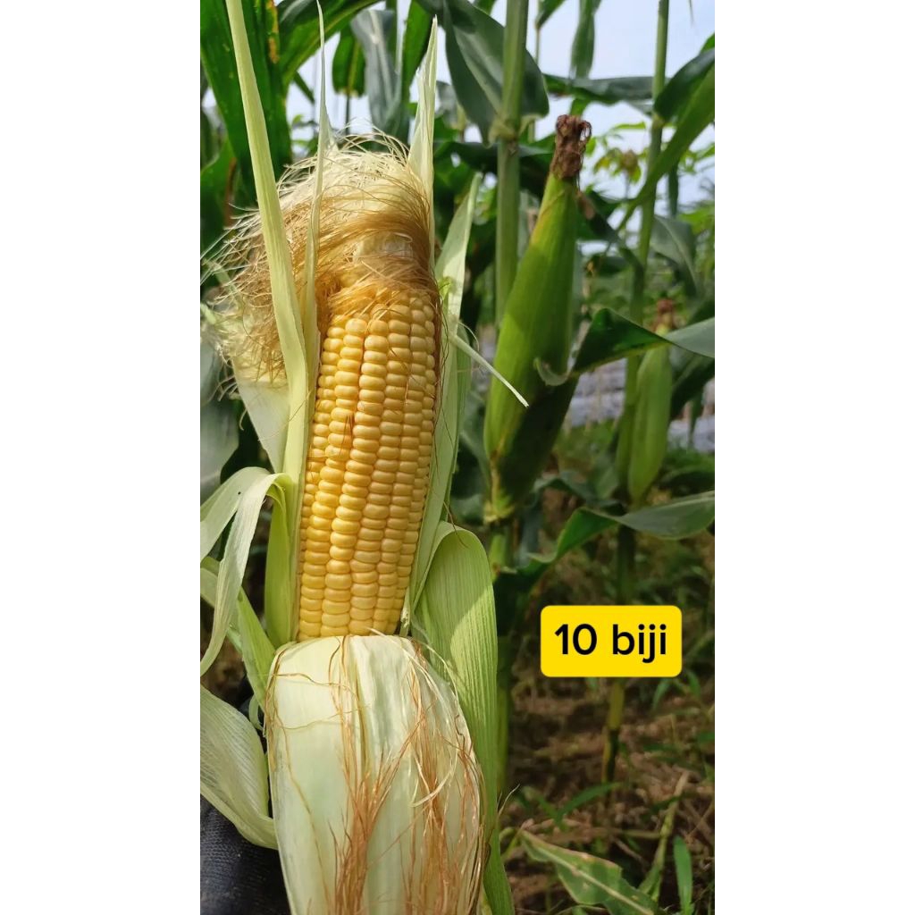 10 biji benih jagung manis tipe besar