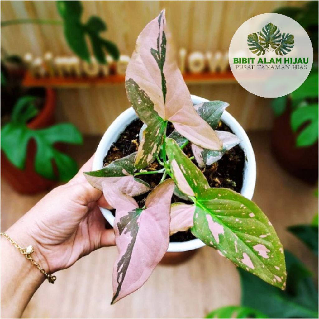 Tanaman Hias Syngonium Pink Splash - Syngonium Splash Tanaman Hias