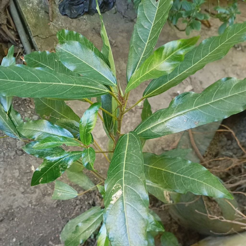 Tanaman Loa Ficus Racemosa