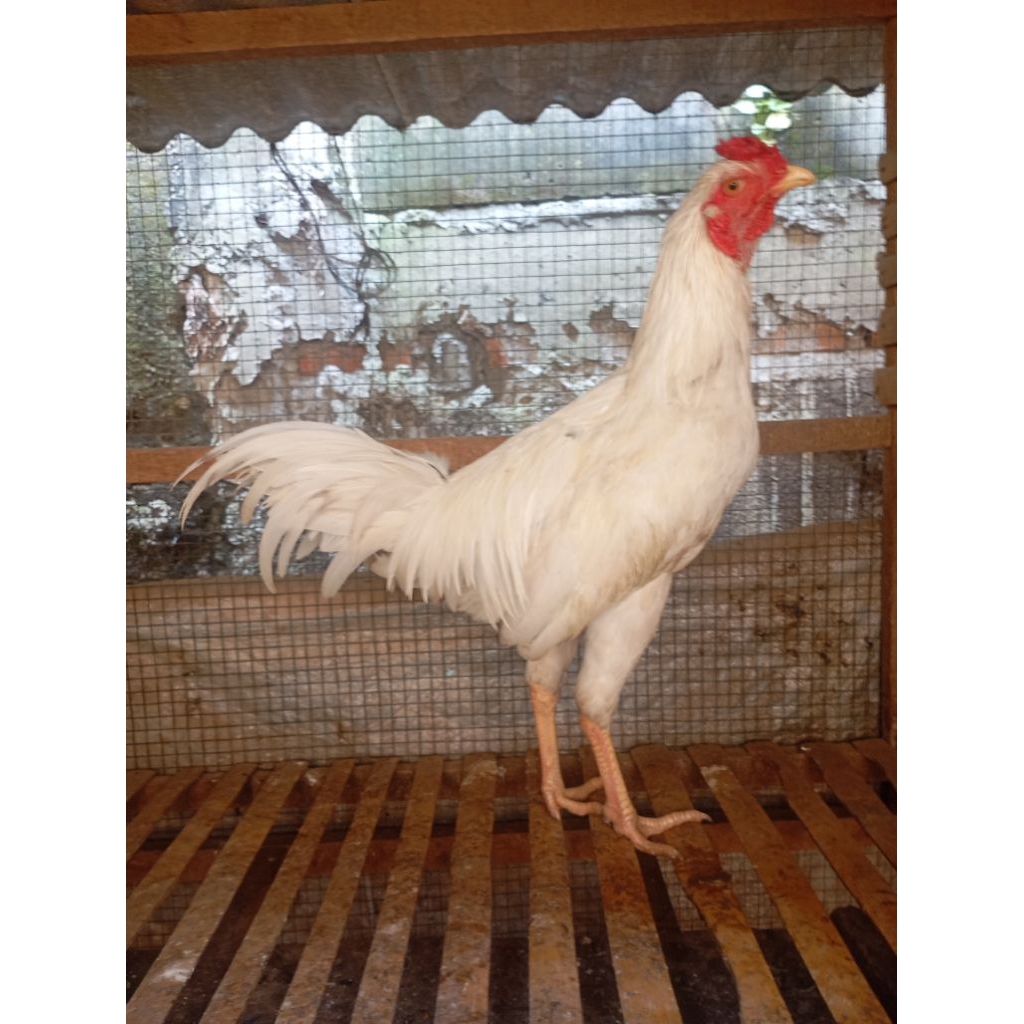 Ayam kampung putih jago muda janggar di Jakarta