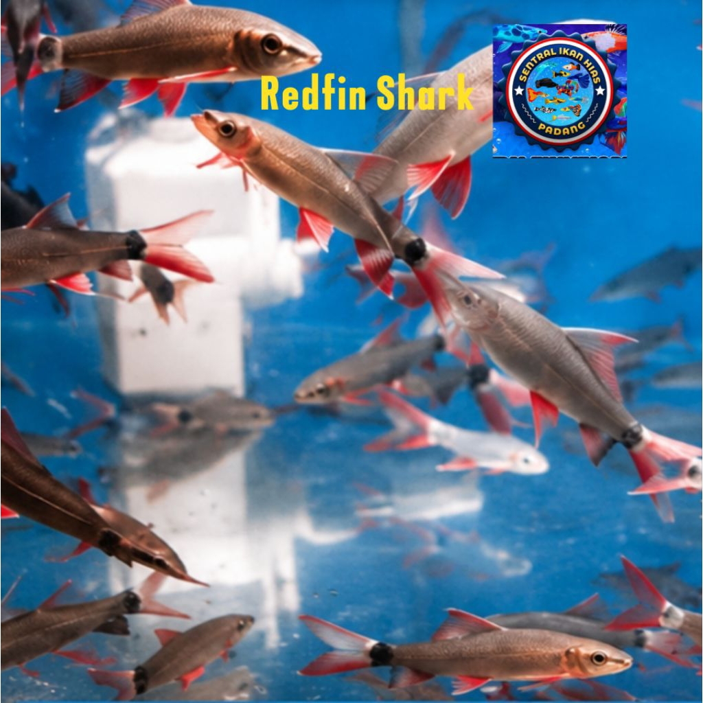 Ikan Hias Redfin Shark