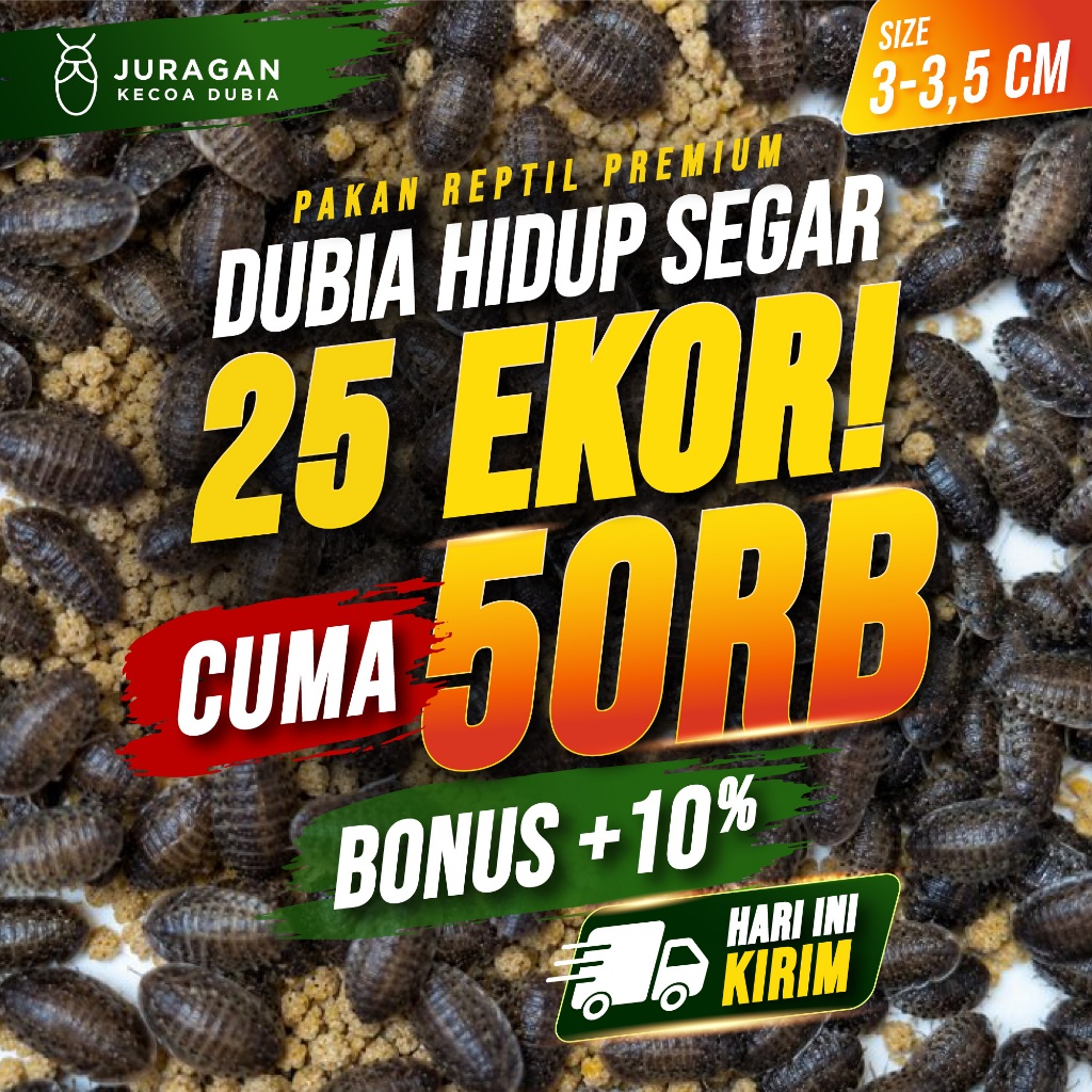 Kecoa Dubia Hidup Segar 25 Ekor Size 3 - 3,5 cm  Bonus 10%  Pakan Reptil  Bearded Dragon Gecko