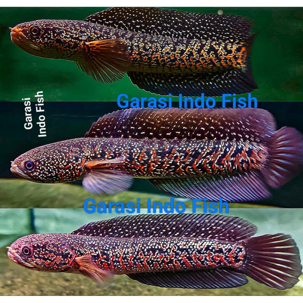 Channa Asiatica RSP Kalimaya Superfoam Full Mutiara Merah Sortiran Size 8-10Cm,Channa Asiatica Kalim