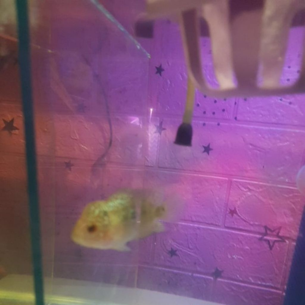 ikan louhan kamfa