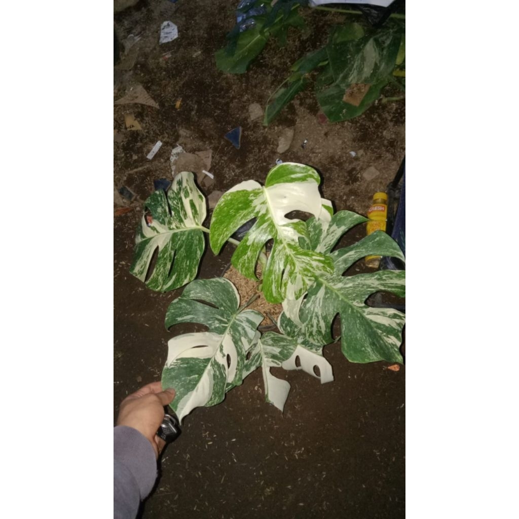 Monstera Albo Variegata
