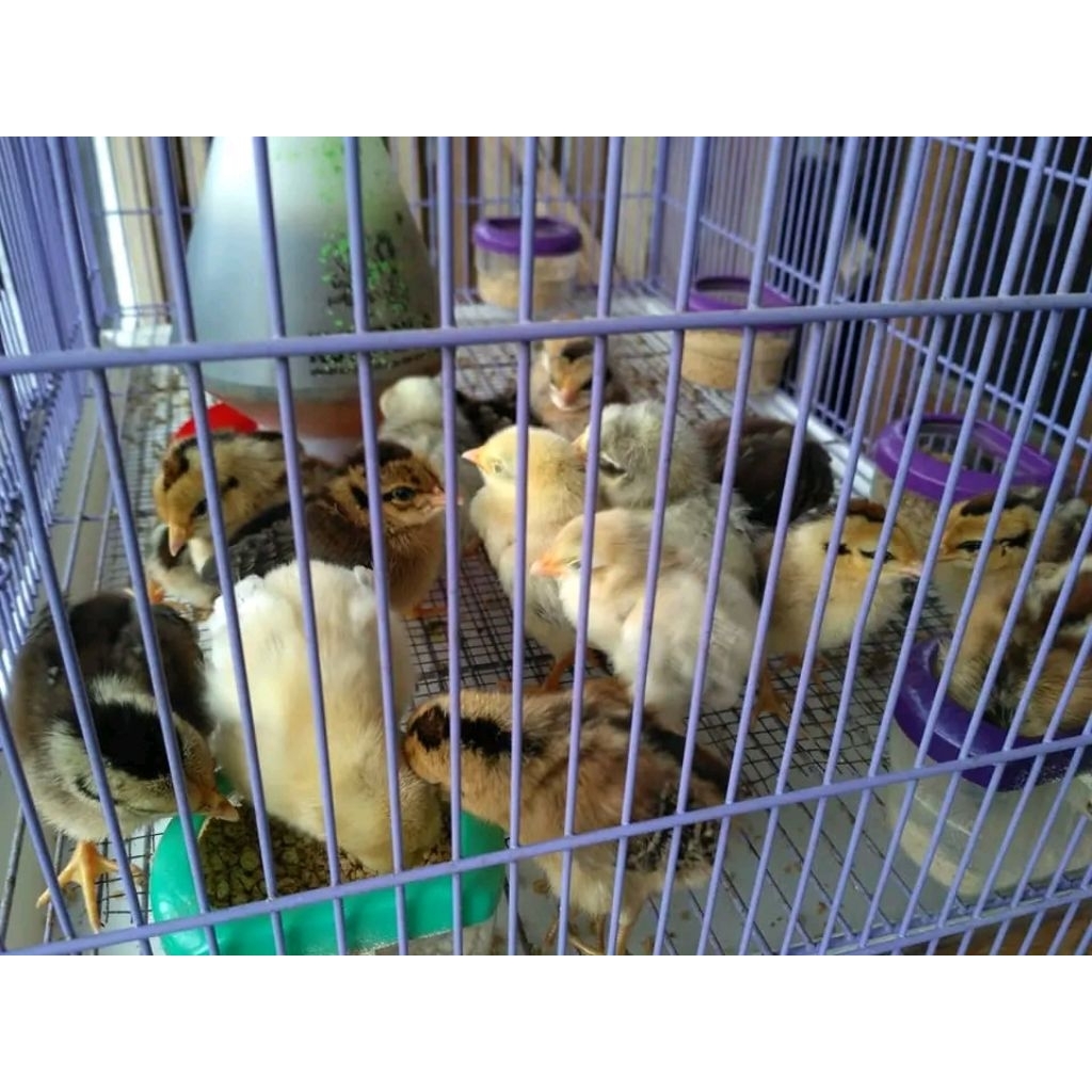 Anakan ayam bekisar