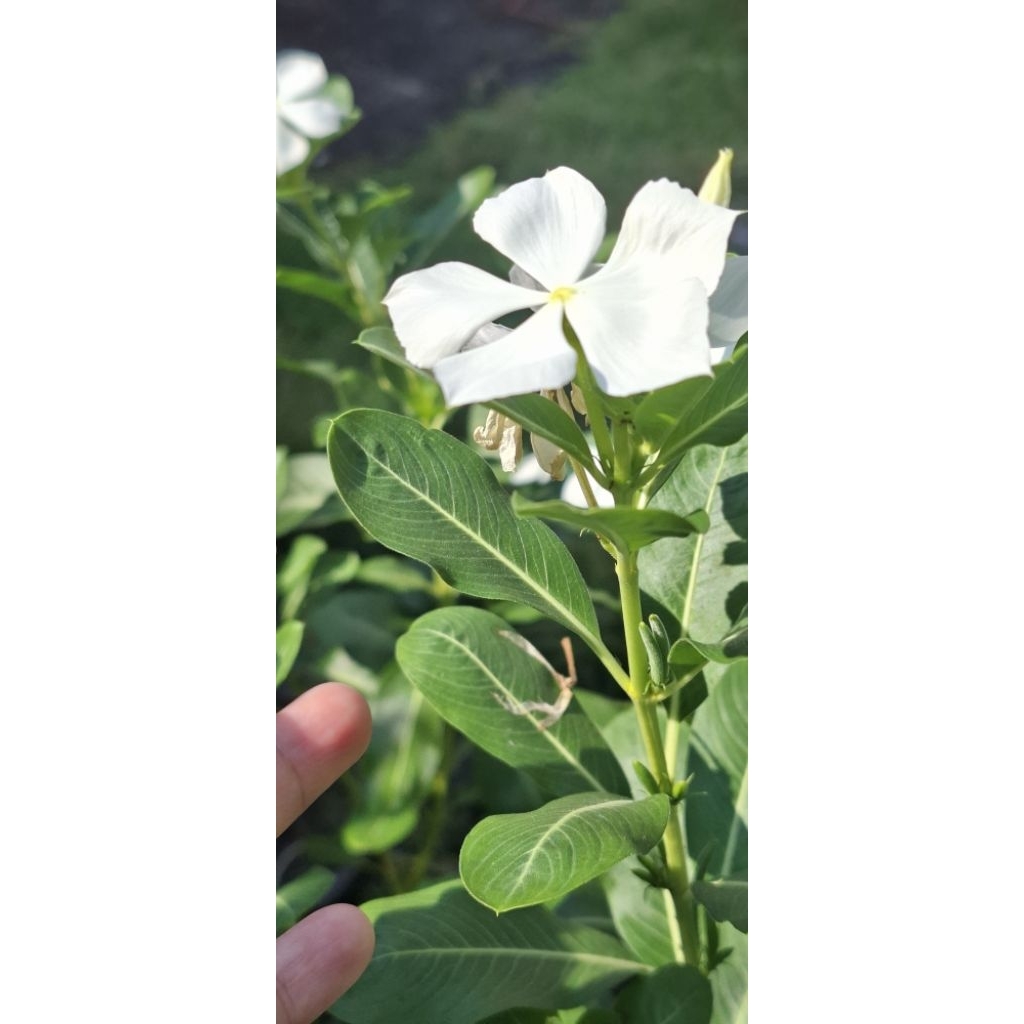 tanaman hidup bunga vinca