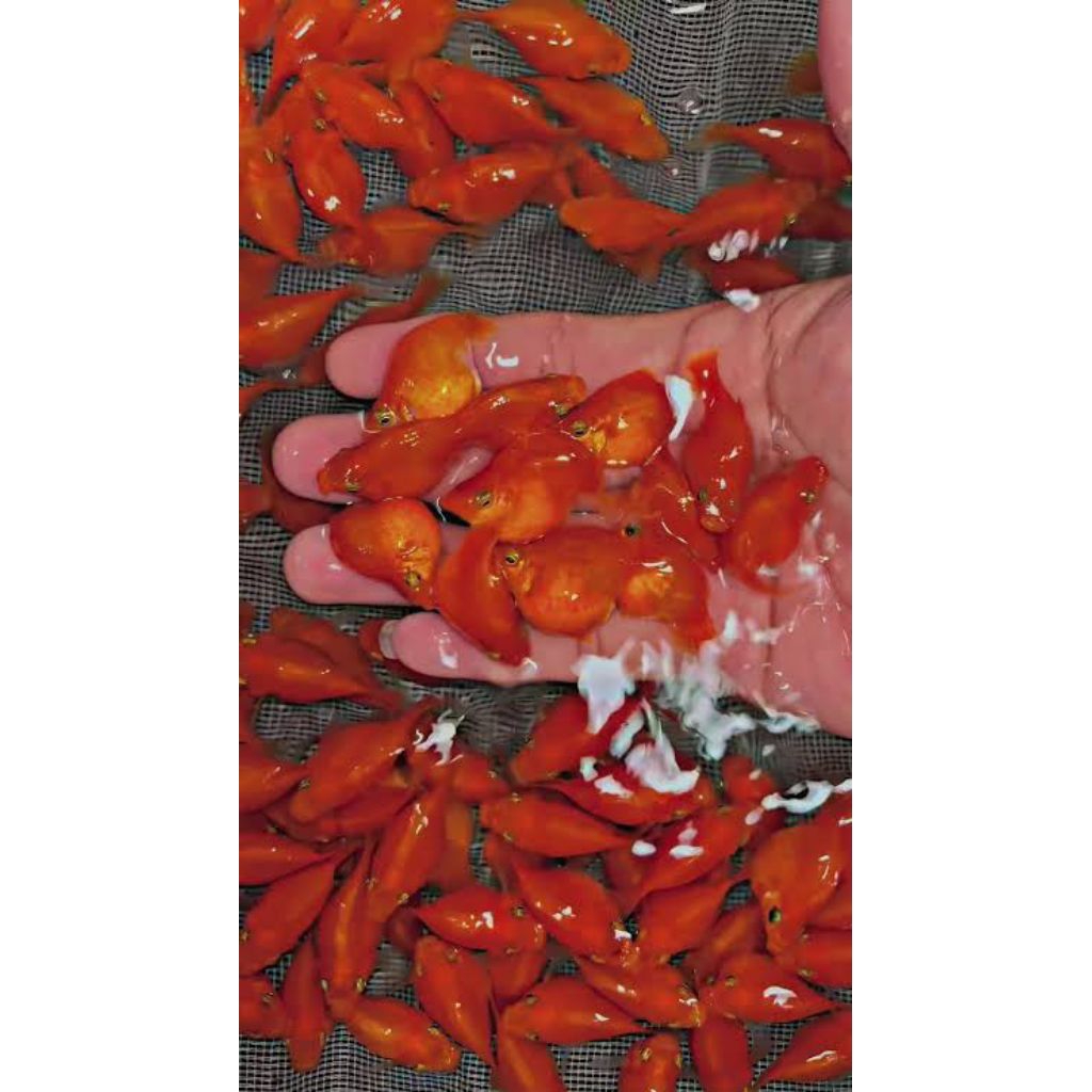 ikan hias molly berbagai macam jenis cawang dan non cawang black, marble, orange dan platinum