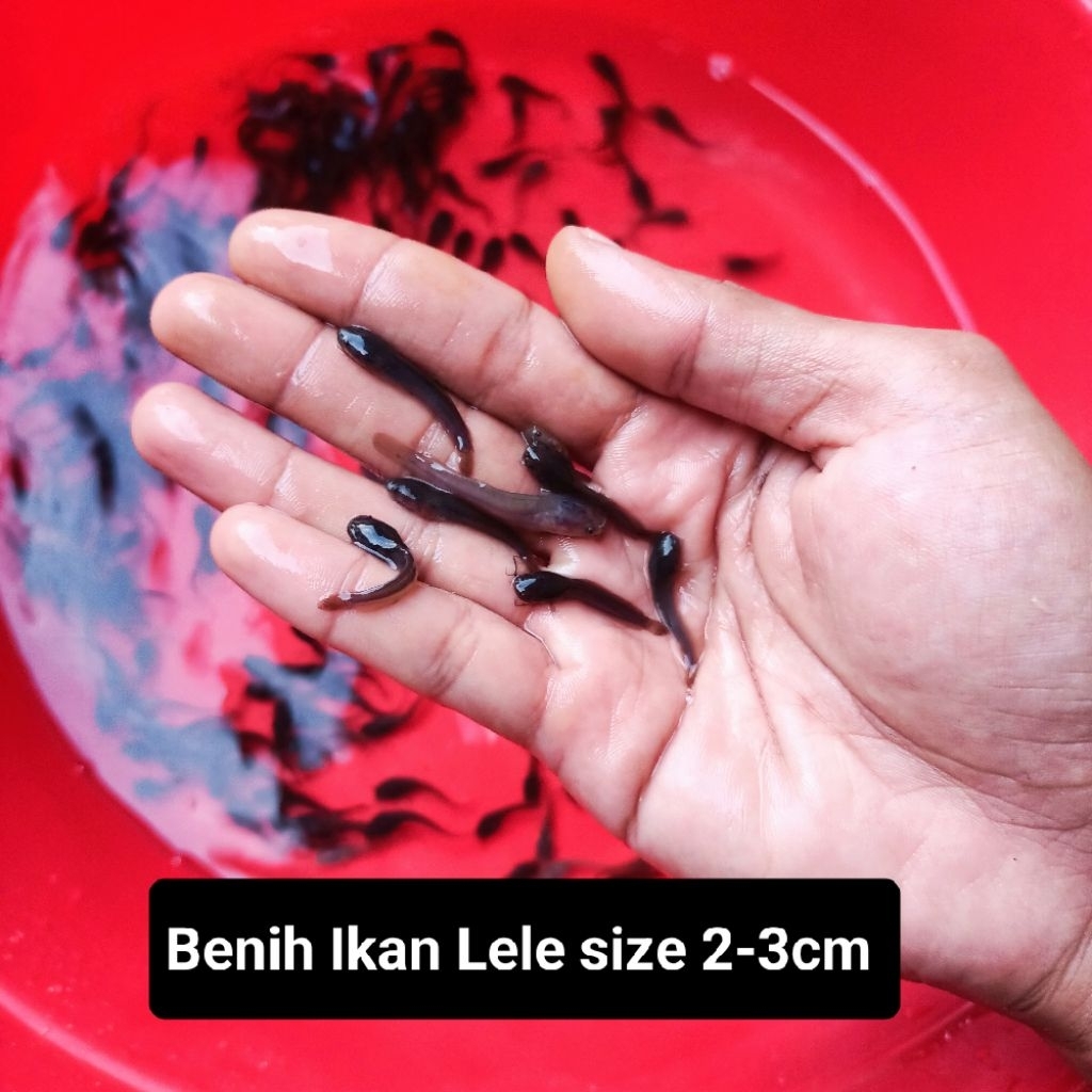 Benih Lele isi 100 ekor ukura. 2-3cm paketan 100 ekor bibit lele berkualitas